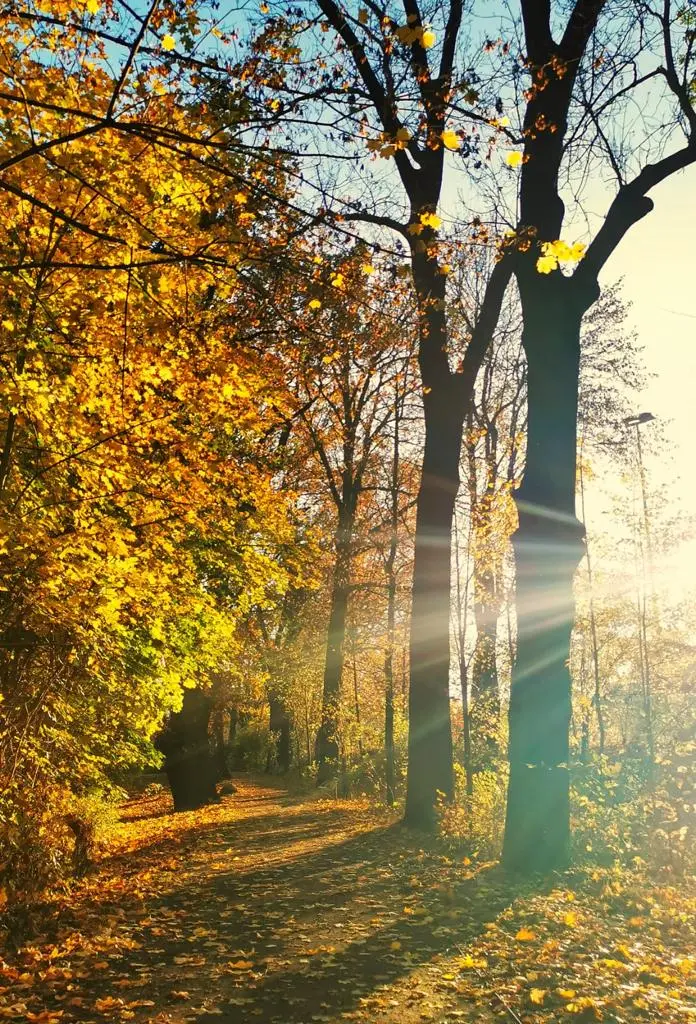 Sonnenstrahl.webp
